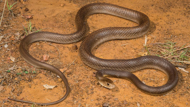 10 loài rắn nguy hiểm nhất thế giới, nếu có gặp phải né luôn và ngay - Ảnh 15.