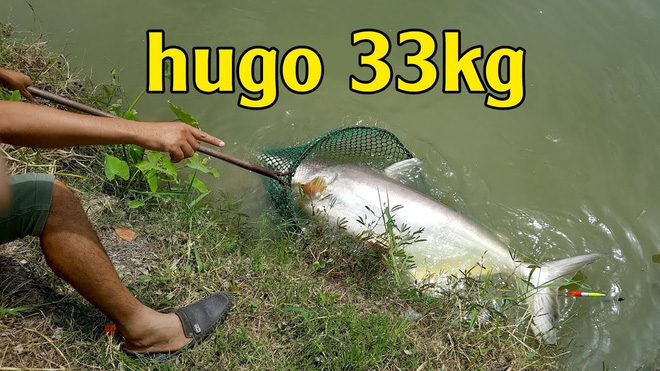 Nhóm thanh niên câu được cá tra khủng bậc nhất Việt Nam: Nặng gần 38kg, mức giá được thu mua còn gây sốc hơn nữa - Ảnh 5.