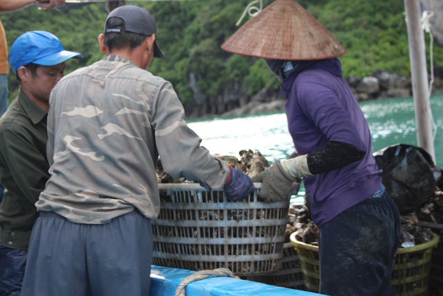 Quảng Ninh: Hàu sữa rớt giá vì dịch COVID-19, ngư dân trắng đêm thu hoạch - Ảnh 11.