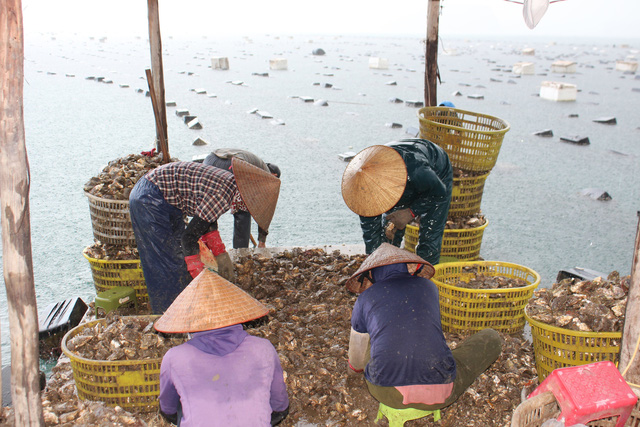 Quảng Ninh: Hàu sữa rớt giá vì dịch COVID-19, ngư dân trắng đêm thu hoạch - Ảnh 12.