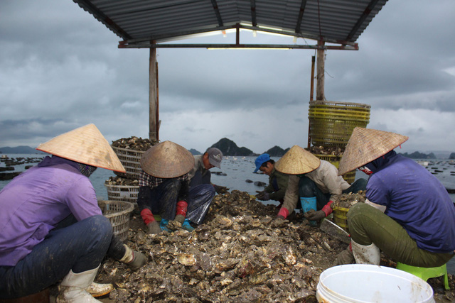 Quảng Ninh: Hàu sữa rớt giá vì dịch COVID-19, ngư dân trắng đêm thu hoạch - Ảnh 7.