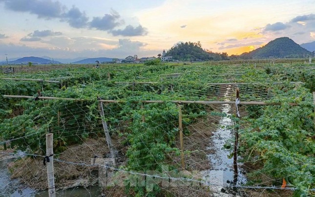 Hàng nghìn tấn rau nằm ruộng, nông dân thấp thỏm đỏ mắt chờ người mua - Ảnh 5.