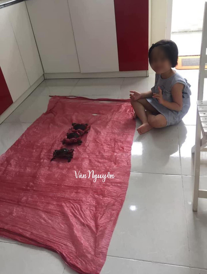 Cô gái mua cua được người bán khuyến mãi một thứ nhìn vào mà phát hãi, đúng là mặt hàng lừa tình nhất Việt Nam - Ảnh 2.