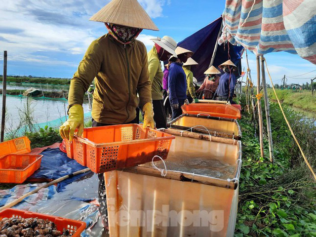 Nông dân Hà Tĩnh lao đao vì ốc hương rớt giá thê thảm - Ảnh 1.