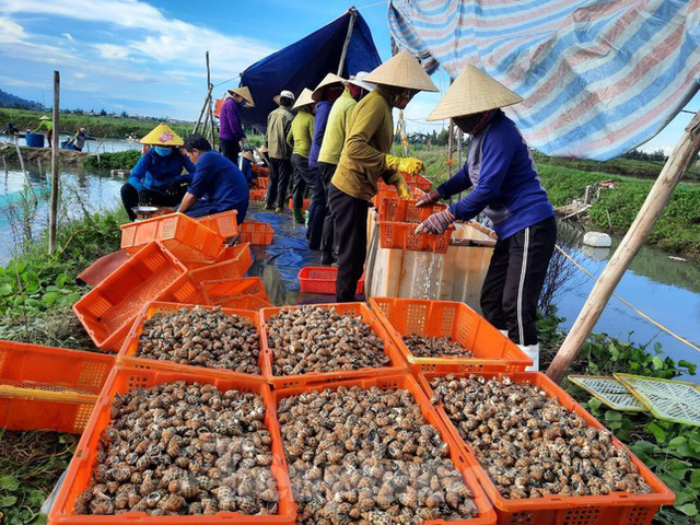 Nông dân Hà Tĩnh lao đao vì ốc hương rớt giá thê thảm - Ảnh 11.