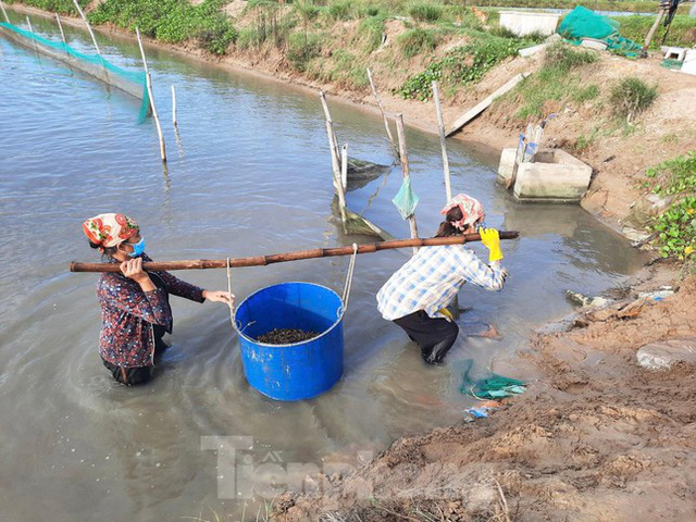 Nông dân Hà Tĩnh lao đao vì ốc hương rớt giá thê thảm - Ảnh 12.