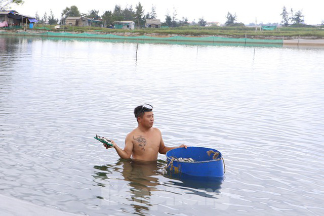 Nông dân Hà Tĩnh lao đao vì ốc hương rớt giá thê thảm - Ảnh 5.