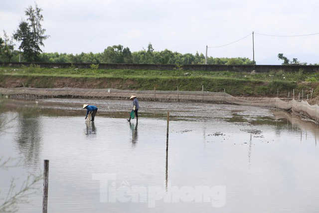 Nông dân Hà Tĩnh lao đao vì ốc hương rớt giá thê thảm - Ảnh 10.