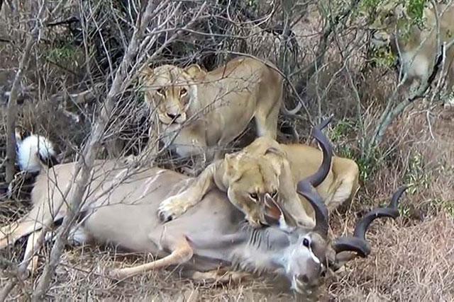 Sư tử 'giăng bẫy' tuyệt đỉnh, đoạt mạng linh dương vằn Kudu