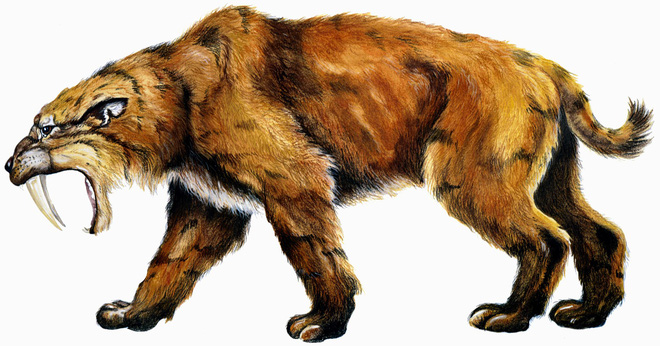Nghiên cứu hóa thạch cho thấy không phải tất cả động vật có răng kiếm đều là động vật săn mồi - Ảnh 4.