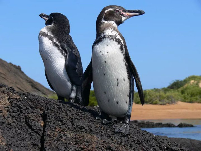 Là biểu tượng của Nam Cực, tại sao chim cánh cụt cũng sống ở xích đạo nhiệt đới? - Ảnh 7.
