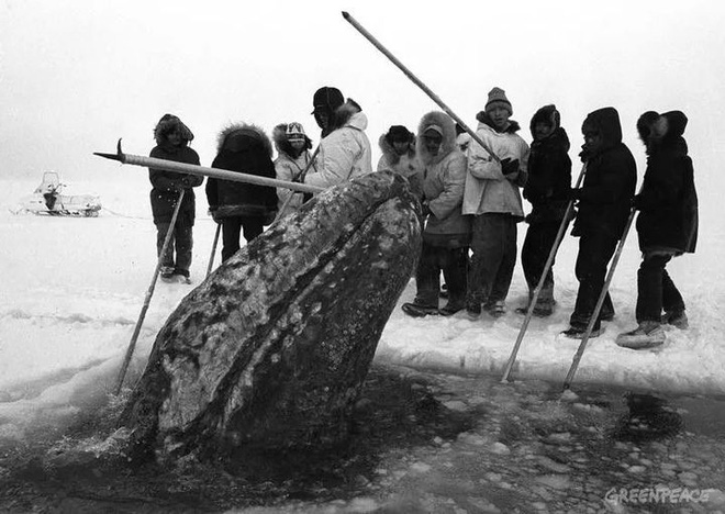 Vì ba con cá voi xám, Liên Xô và Mỹ đã bắt tay hợp tác ngay trong thời kỳ Chiến tranh Lạnh - Ảnh 8.