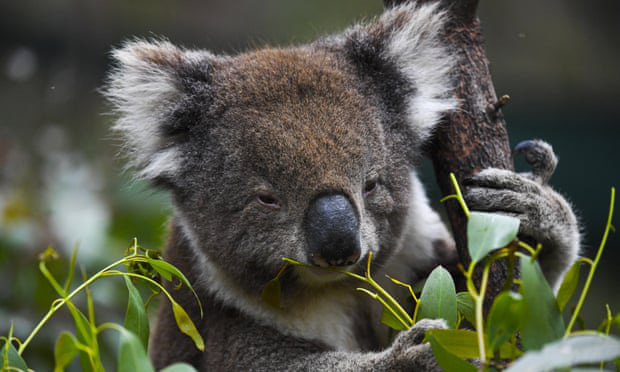 Australia mất đi 1/3 số Koala trong 3 năm qua - Ảnh 1.