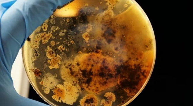 Nhóm nghiên cứu Ấn Độ phát hiện ra vi khuẩn có thể ăn kim loại độc hại trong nước, xử lý được nước thải công nghiệp - Ảnh 3.