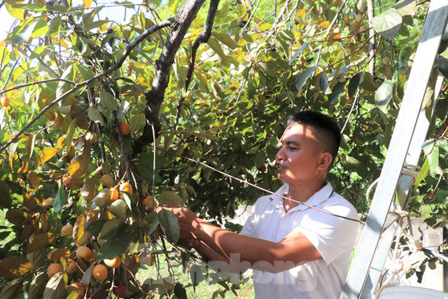 Vựa hồng lớn nhất Nghệ An vào mùa thu hoạch - Ảnh 2.