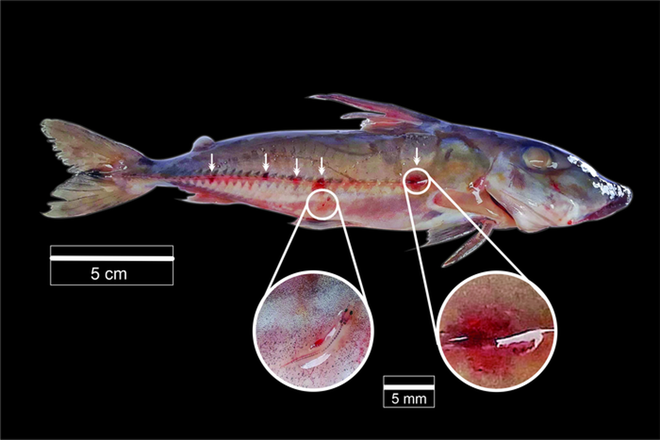 Loài cá ma cà rồng ám ảnh sông Amazon không chỉ hút máu mà còn dùng vật chủ làm phương tiện di chuyển - Ảnh 1.