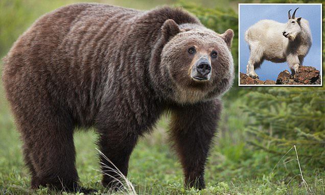 Dê núi húc chết gấu xám trong cuộc chiến đấu hiếm hoi ở Canada - Ảnh 1.