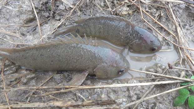 Netizen Trung Quốc choáng váng khi thấy cảnh cá trèo lên bờ bò lung tung, ở Việt Nam cũng có loại cá này - Ảnh 2.