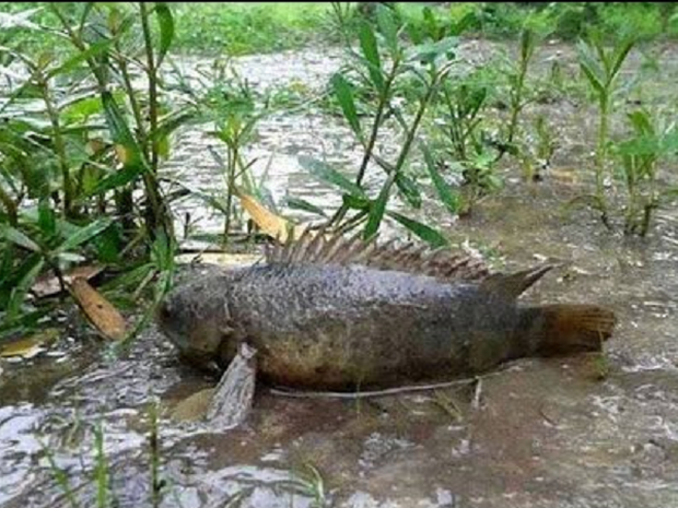 Netizen Trung Quốc choáng váng khi thấy cảnh cá trèo lên bờ bò lung tung, ở Việt Nam cũng có loại cá này - Ảnh 3.