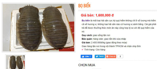 Việt Nam có loại hải sản mệnh danh xe tăng lội nước, giá bán 1,5 triệu đồng/kg, có tiền chưa chắc đã mua được - Ảnh 2.