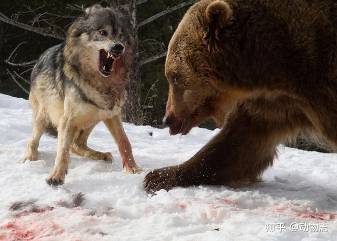 Các nhà khoa học lần đầu ghi nhận cảnh tượng chó sói dàn cảnh để bắt gấu nâu - Ảnh 7.
