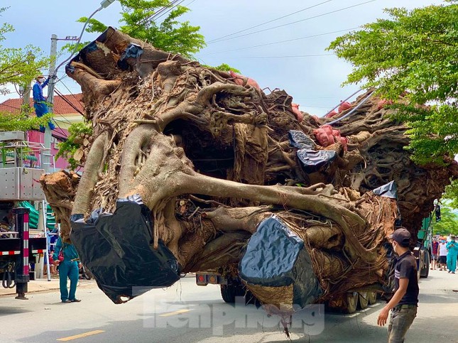 Nhiều xe hạng nặng di dời cây đa cổ thụ hơn 200 năm tuổi ở Quảng Ngãi - Ảnh 8.