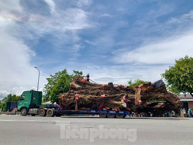 Nhiều xe hạng nặng di dời cây đa cổ thụ hơn 200 năm tuổi ở Quảng Ngãi - Ảnh 10.