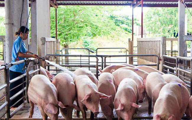 Giá lợn hơi chạm đáy, thấp nhất 2 năm - Ảnh 1.