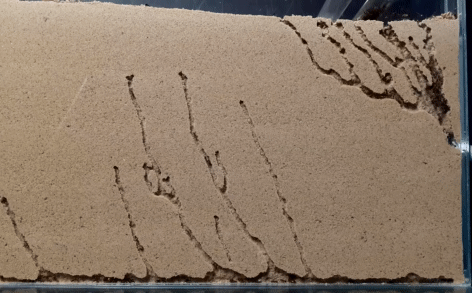 Điều 'kỳ diệu' gì sẽ xảy ra khi thả đàn kiến vào một hộp kính đầy cát?