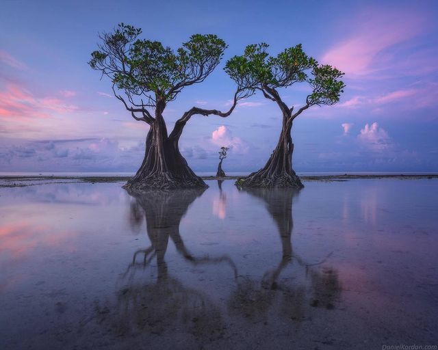 Độc đáo những cây ngập mặn nhảy múa trên đảo Sumba - Ảnh 1.