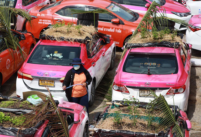 Bị bỏ không vì Covid, hàng nghìn taxi ở Thái Lan biến thành... vườn rau cứu đói tài xế  - Ảnh 4.