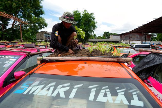 Bị bỏ không vì Covid, hàng nghìn taxi ở Thái Lan biến thành... vườn rau cứu đói tài xế  - Ảnh 5.