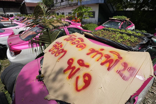 Bị bỏ không vì Covid, hàng nghìn taxi ở Thái Lan biến thành... vườn rau cứu đói tài xế  - Ảnh 6.