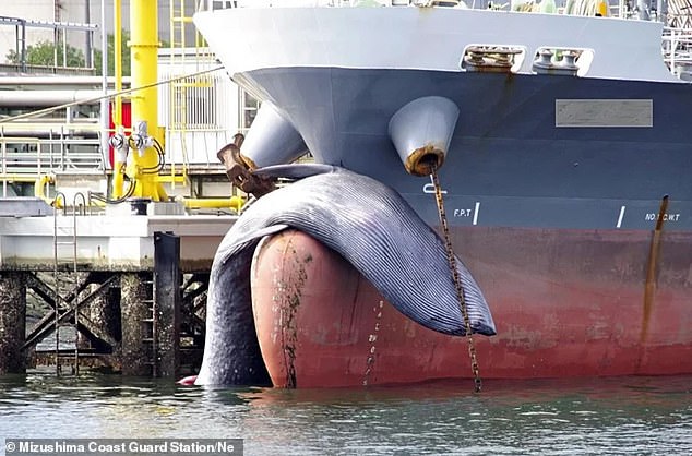 Hy hữu chuyện loài cá voi to lớn thứ 2 thế giới bị chết kẹt trước mũi tàu chở dầu Nhật Bản - Ảnh 1.