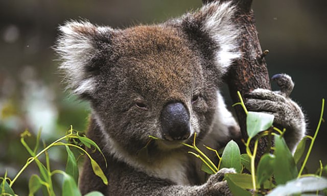 Số Koala ở Australia mất đi 1/3 chỉ trong vòng 3 năm - Ảnh 1.