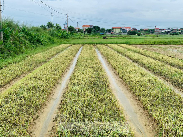 Xót xa hàng nghìn ha rau ở Nghệ An chết rũ ngoài đồng - Ảnh 1.