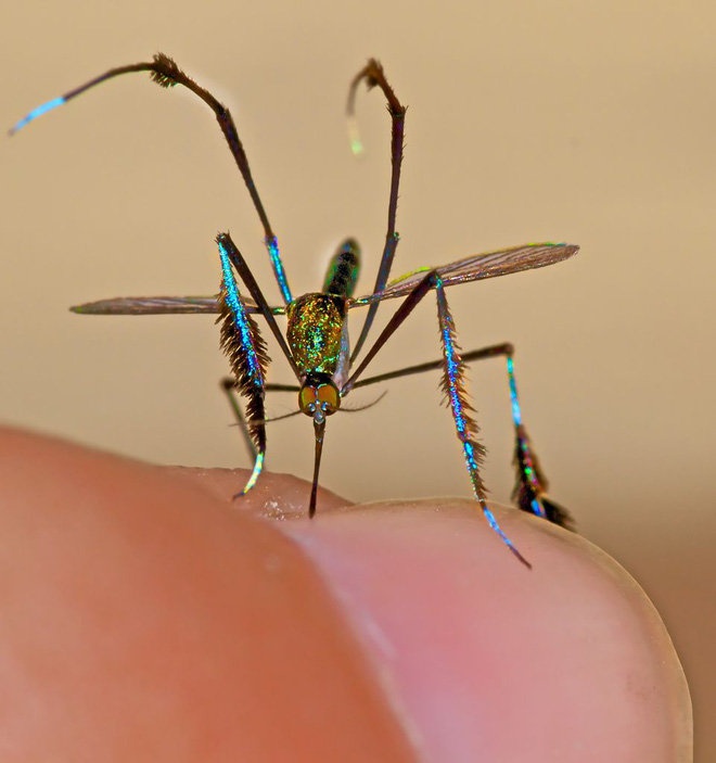 Loài muỗi có ngoại hình sang chảnh bảnh bao nhất giới động vật, kiêu sa đến độ phải rình cả tuần mới chụp được 1 con - Ảnh 3.