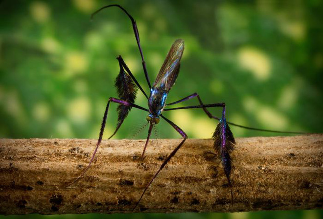 Loài muỗi có ngoại hình sang chảnh bảnh bao nhất giới động vật, kiêu sa đến độ phải rình cả tuần mới chụp được 1 con - Ảnh 5.