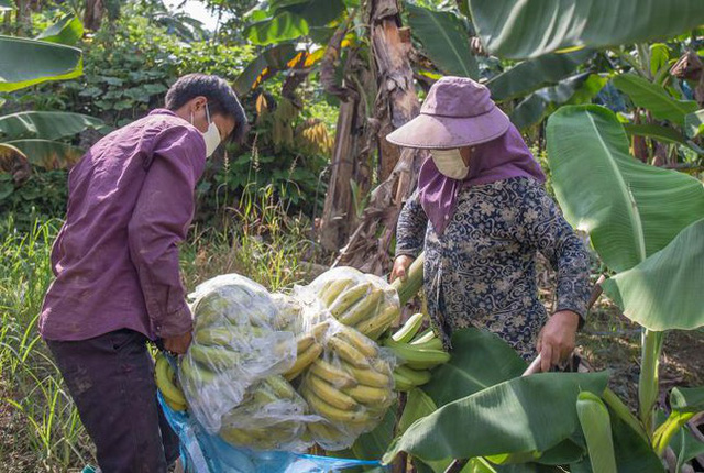  Lào Cai lên kế hoạch khẩn cấp để... cứu chuối  - Ảnh 1.