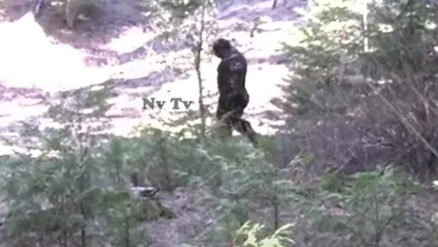 Video: Sốc với những hình ảnh cực kỳ chân thực về quái vật Bigfoot - Ảnh 3.