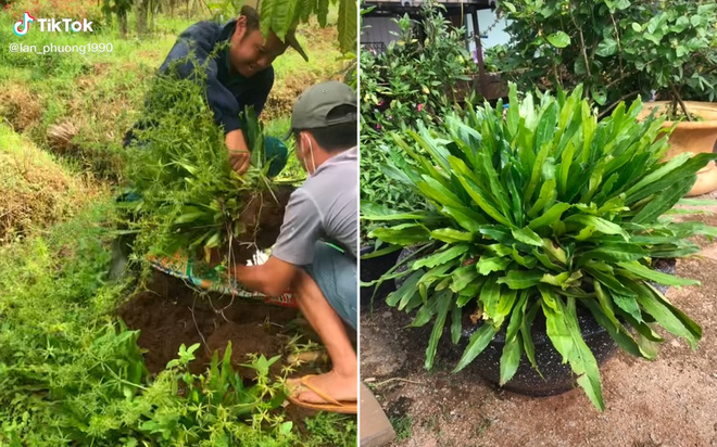 Mang loại rau quen thuộc ngoài vườn vào làm cảnh, người đàn ông có ngay chậu cây được định giá tận 7 tỷ - Ảnh 2.