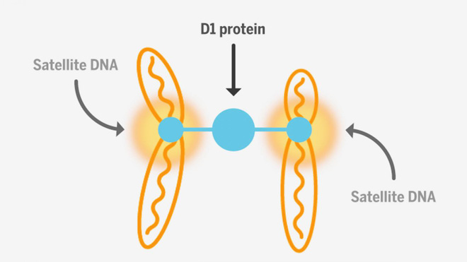 Dung hòa DNA sẽ cho phép hai động vật khác loài giao phối và sinh sản được với nhau - Ảnh 8.