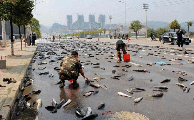 1001 thắc mắc: Vì sao có những cơn mưa trút cá, nhện, bò... ào ào xuống đất?