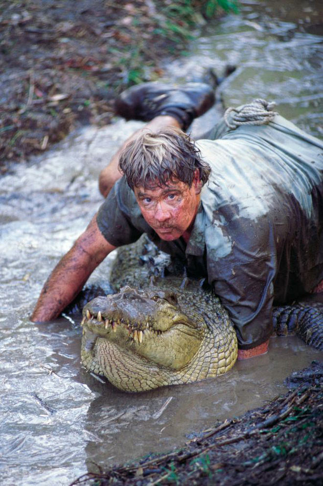 Cái chết nghiệt ngã của thợ săn cá sấu Steve Irwin: Nhà động vật học hàng đầu thế giới và câu chuyện sinh nghề tử nghiệp - Ảnh 1.
