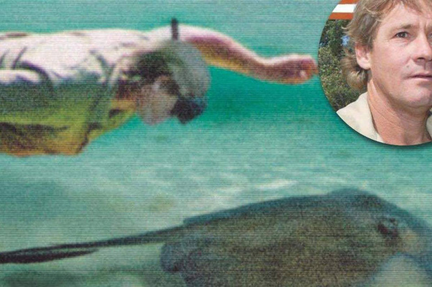 Cái chết nghiệt ngã của thợ săn cá sấu Steve Irwin: Nhà động vật học hàng đầu thế giới và câu chuyện sinh nghề tử nghiệp - Ảnh 6.