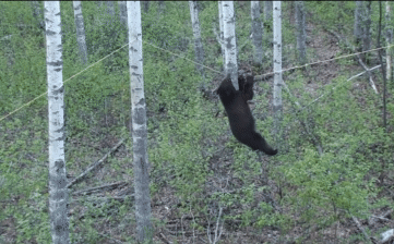 Gấu đen phàm ăn đu mình trên dây như làm xiếc, nỗ lực có được đền đáp xứng đáng?