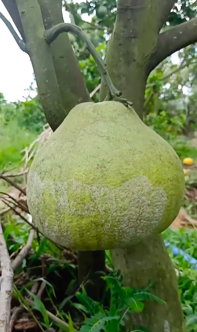 Cô gái khoe trái bưởi bất tử mọc sau vườn nhà mình, nghe kể lý do mà dân tình ai cũng hoang mang - Ảnh 3.