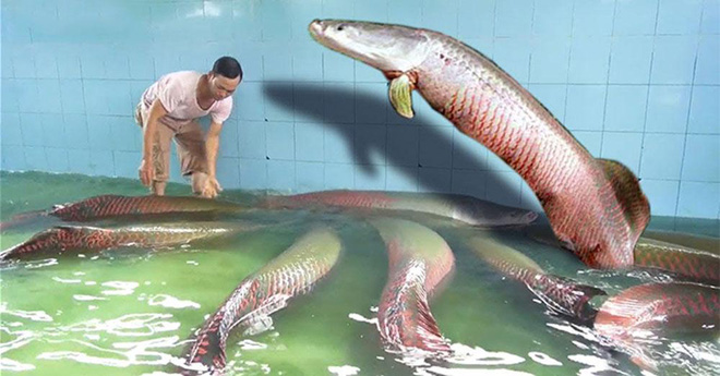 Bắt được con cá siêu to khổng lồ nhưng lại thả đi chứ không ăn, cô gái khiến dân mạng thi nhau tiếc rẻ - Ảnh 2.