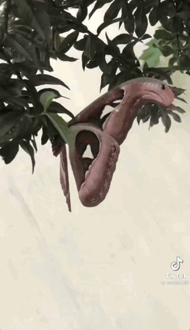  Thanh niên ra vườn phát hiện con rắn 2 đầu biết bay đang đậu trên cành cây, nhìn kĩ lắm mới ngộ ra con vật này vô hại - Ảnh 3.