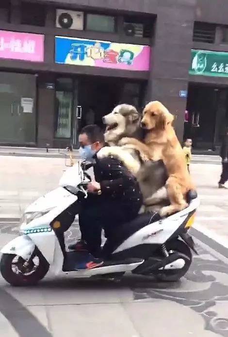 Chủ đưa 2 chú chó đi du xuân, biểu cảm của chó cưng khiến người đi đường cười ra nước mắt - Ảnh 1.